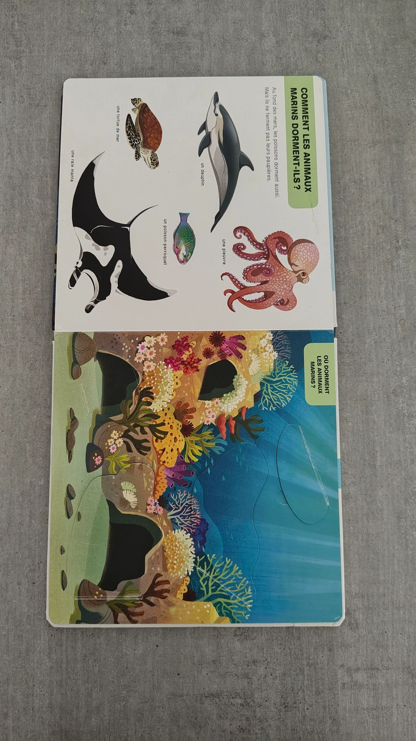 Children's book The Animals of the Ocean - flap doc SA – photo 4